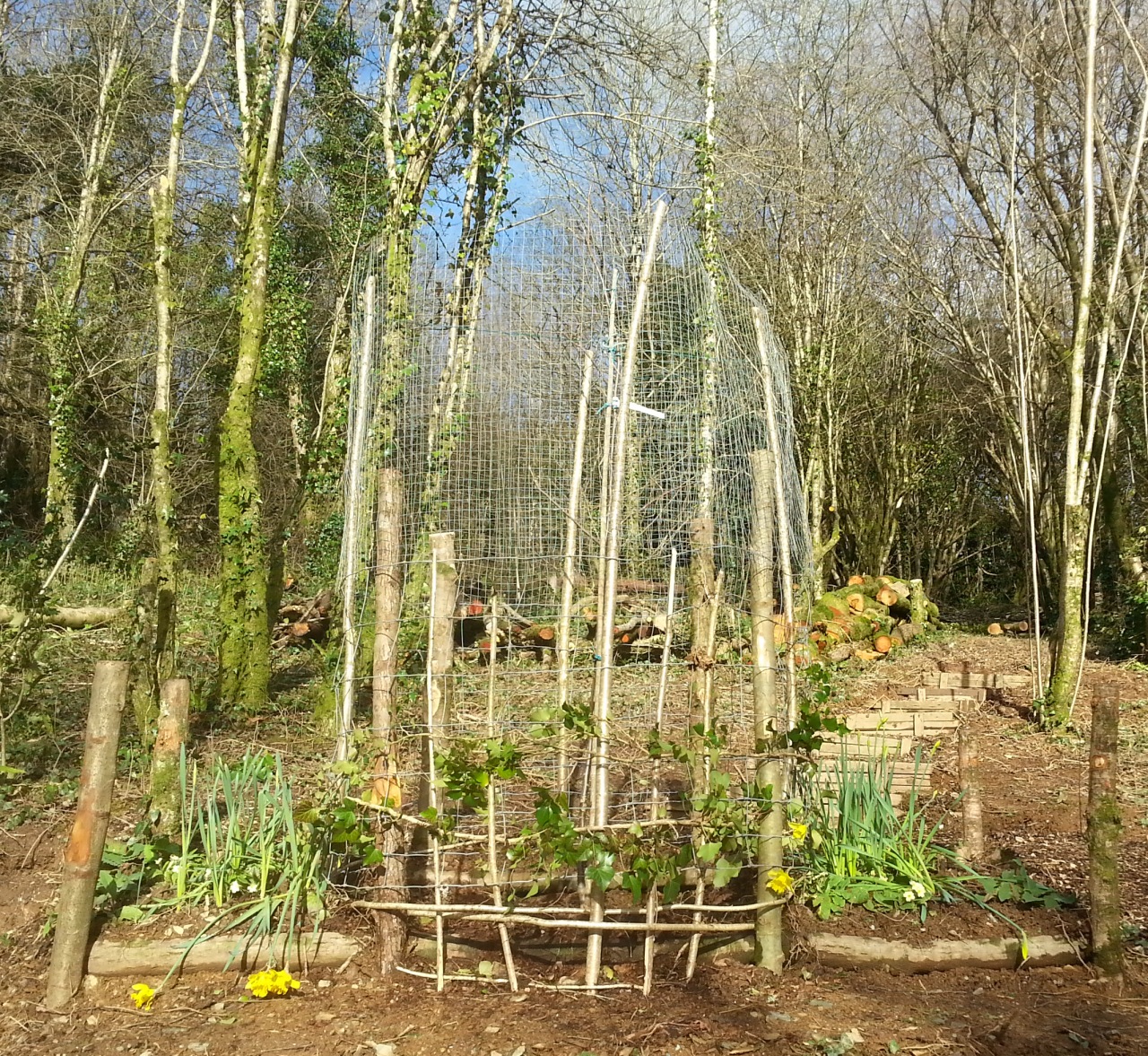 Landscaping the site